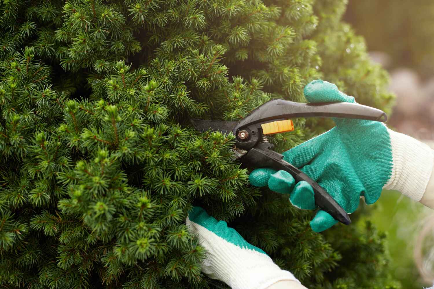 Trusted Grenelefe, FL Tree Service Experts